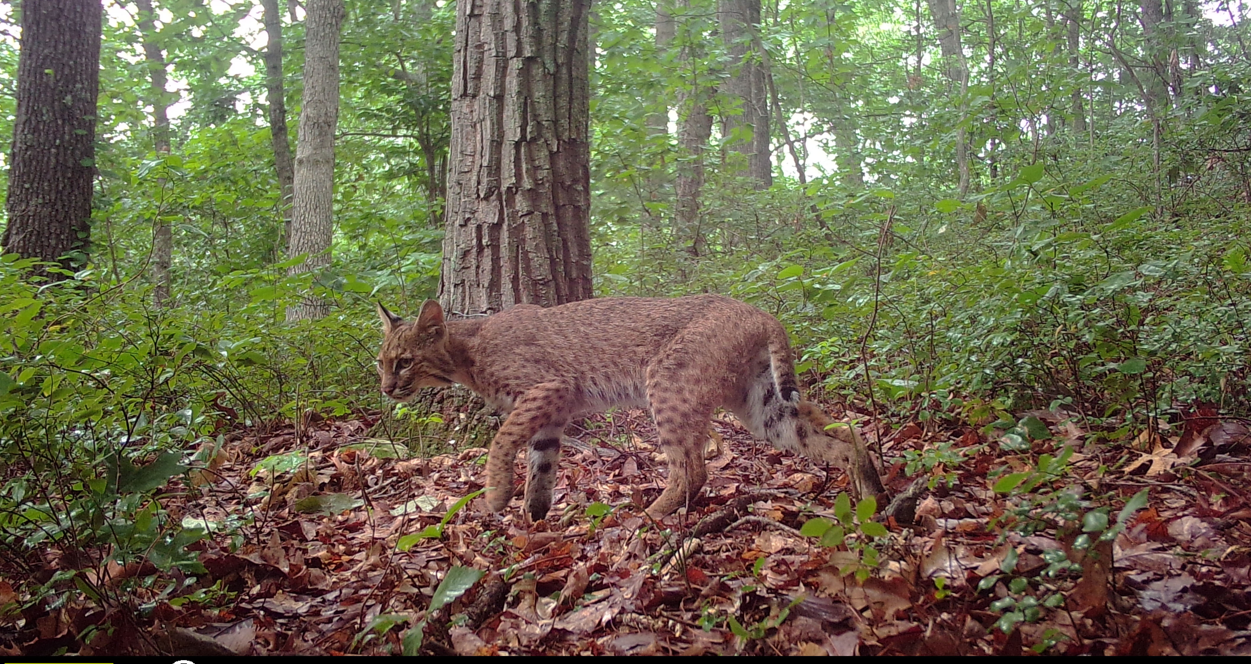 Bobcats Habitat